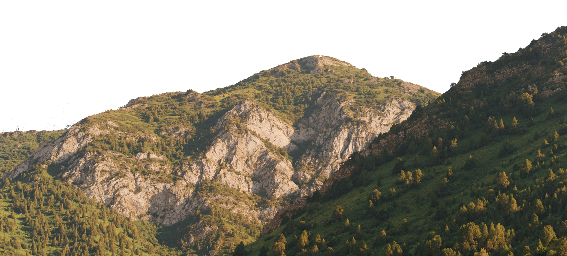 banner-bg-shape
